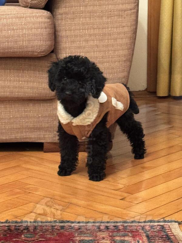 Prodajem patuljastu pudlu