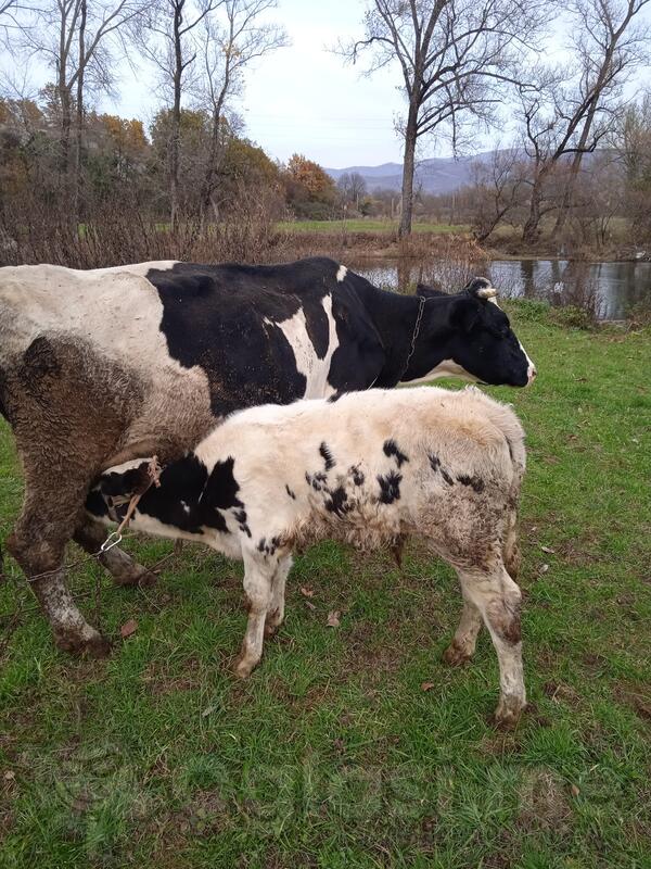 Prodajem kravu sa teletom ili bez teleta