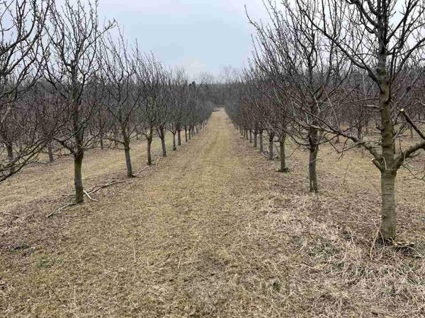 Poljoprivredno zemljište 110000m2 - Irig - Vrdnik