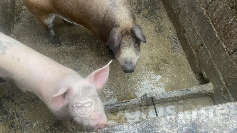 Prodajem dvoje krmadi