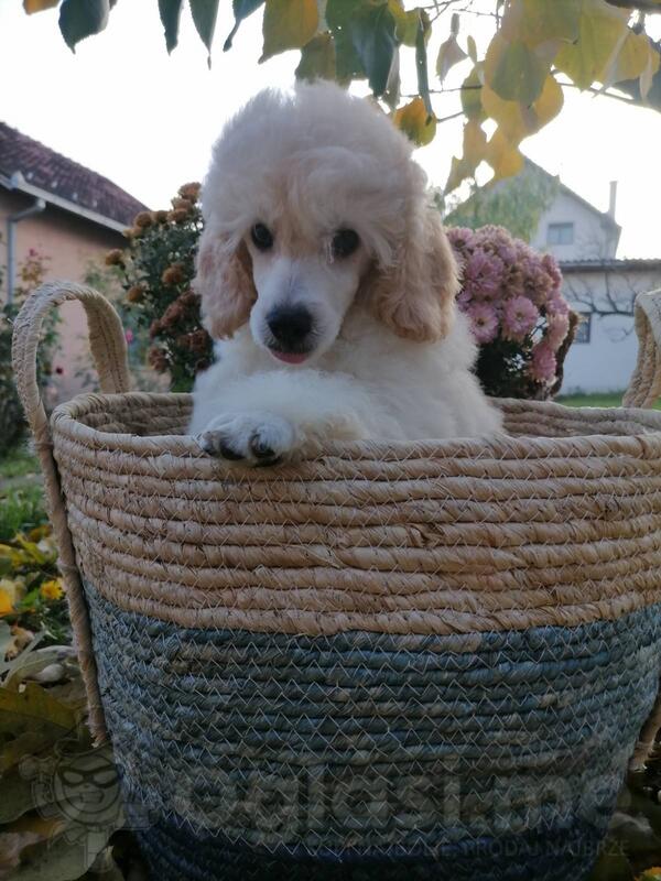 Štenci srednje pudle na prodaju