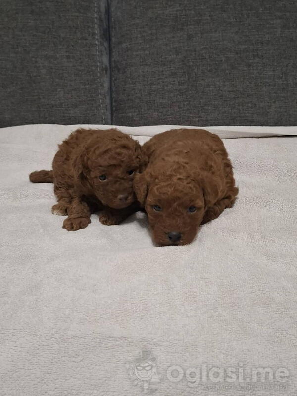 Prodajem patuljaste pudle  