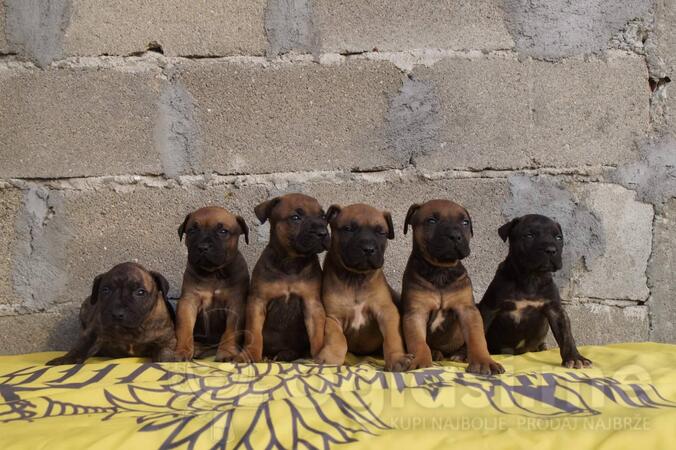 Canario Presa – KavgaPresa