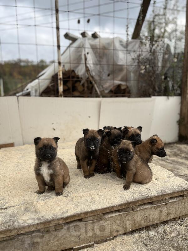 Belgijski Ovcar stenci