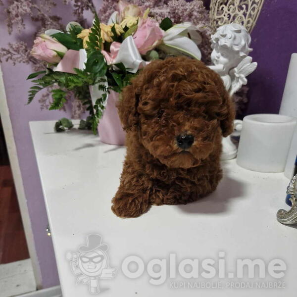 Neodoljivi stenci Toy pudle 