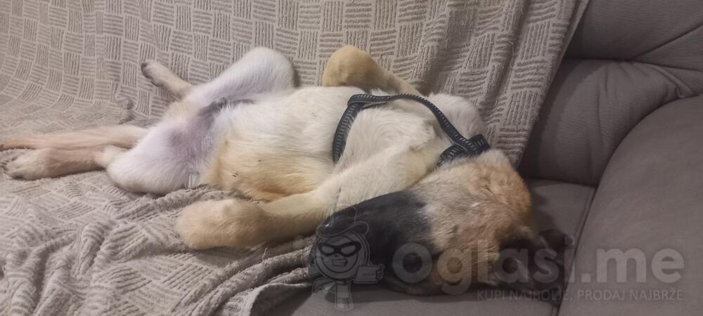 Belgijski ovcar Malinois 