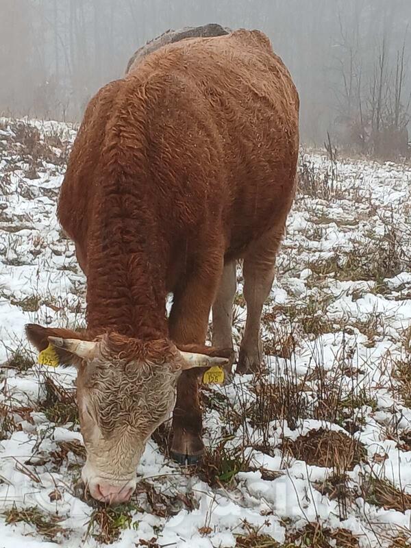 Prodajem dva bika moze za klanje a moze i zapregu 