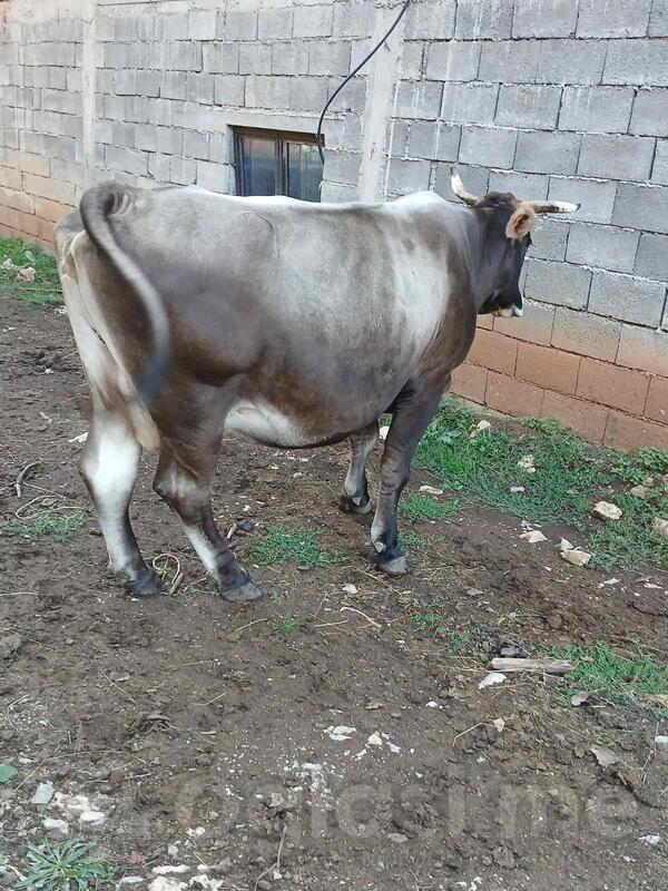 Prodajem steonu dobru kravu 