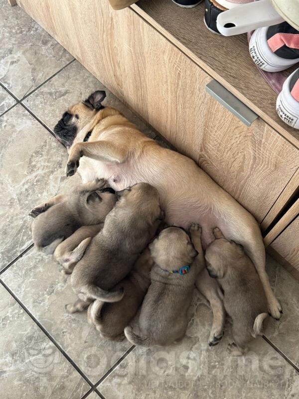 Prodajem mužjake i ženke čistokrvnih mopsova 