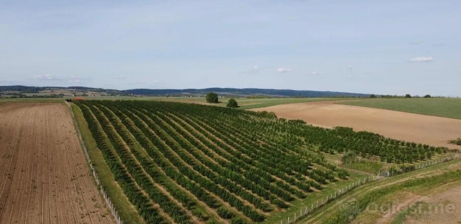 Poljoprivredno zemljište 37800m2 - Sremska Mitrovica - Ležimir