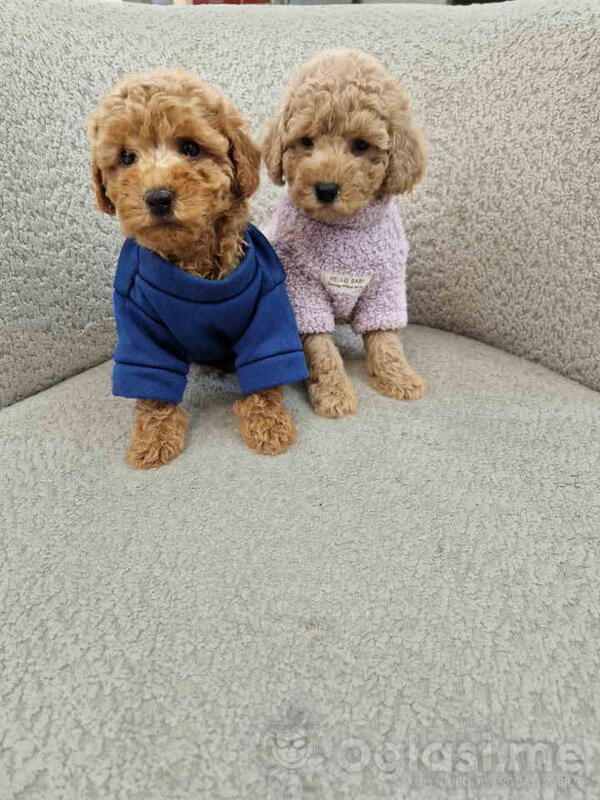 Pudle toy bata i seka 