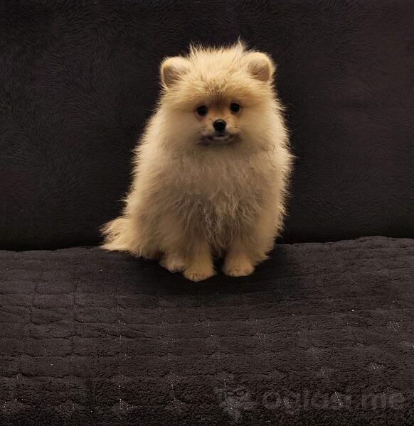 Štenci pomeranskog špica 