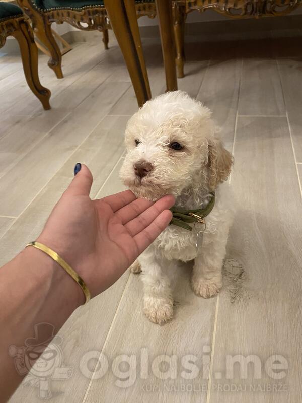 Lagotto romagnolo štenci 