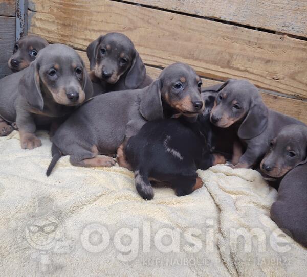 Patuljasti jazavicar