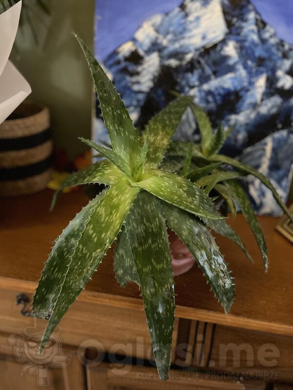 Dva cveta Aloe