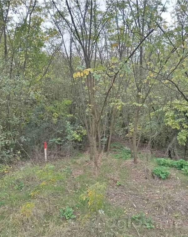 Građevinsko zemljište 1500m2 - Alibunar - > Okolina