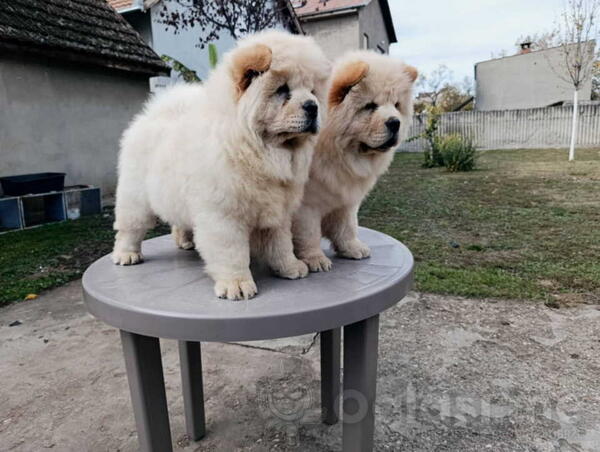 Na prodaju dva mužjaka chow chow stari tri meseca 