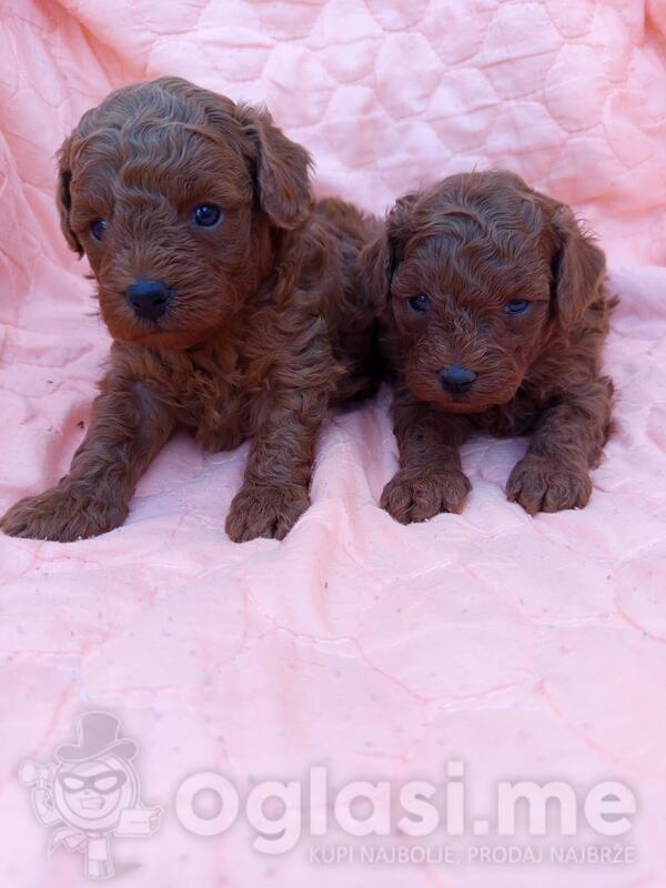 Crvene pudle štenci