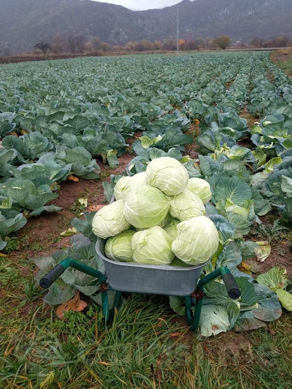 Domaći kupus za kisjeljenje 