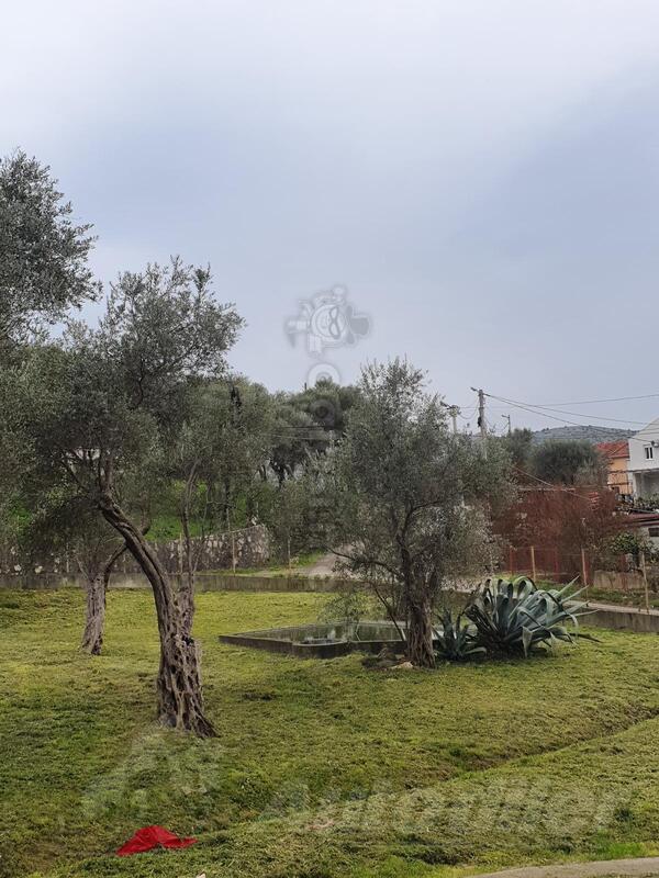 TRAŽIM RADNIKE I ŽENE ZA BERBU I KUPLJENJE MASLINA 