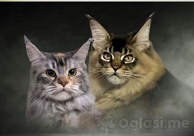 Maine Coon / Mejn Kun macici 
