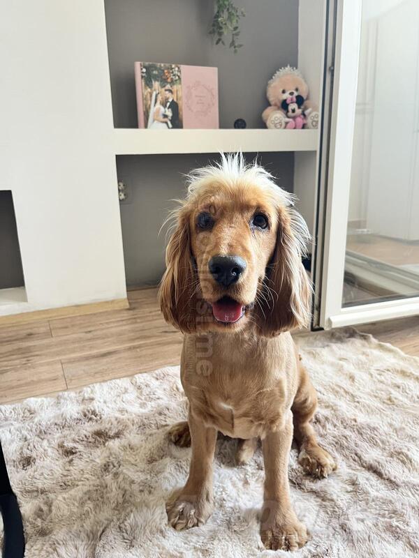 Traži se ženka za parenje