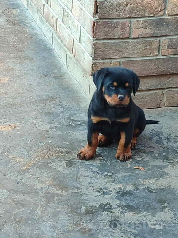 Prelepa štenad Rotvajlera, 2 meseca starosti 