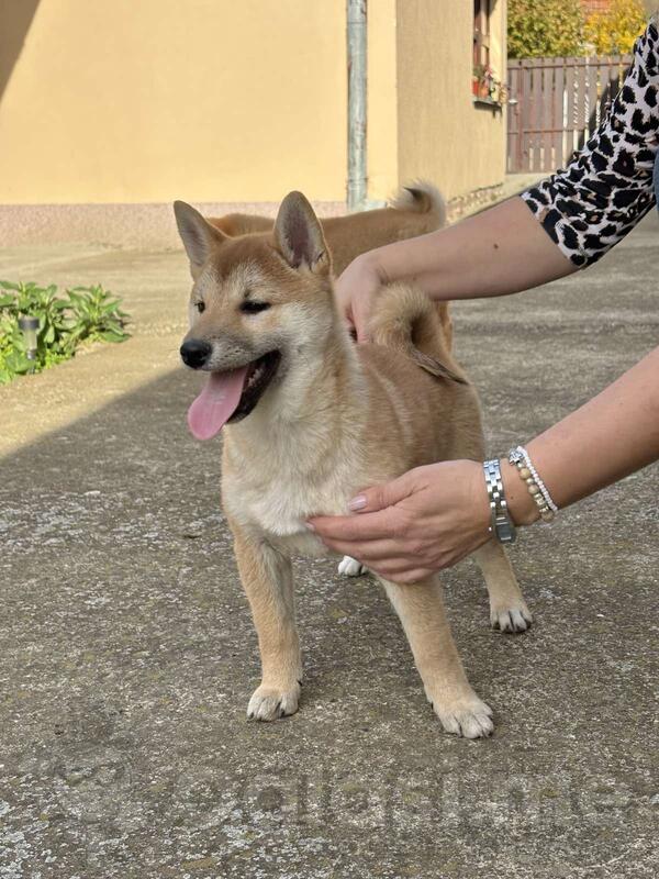 Shiba inu štenci