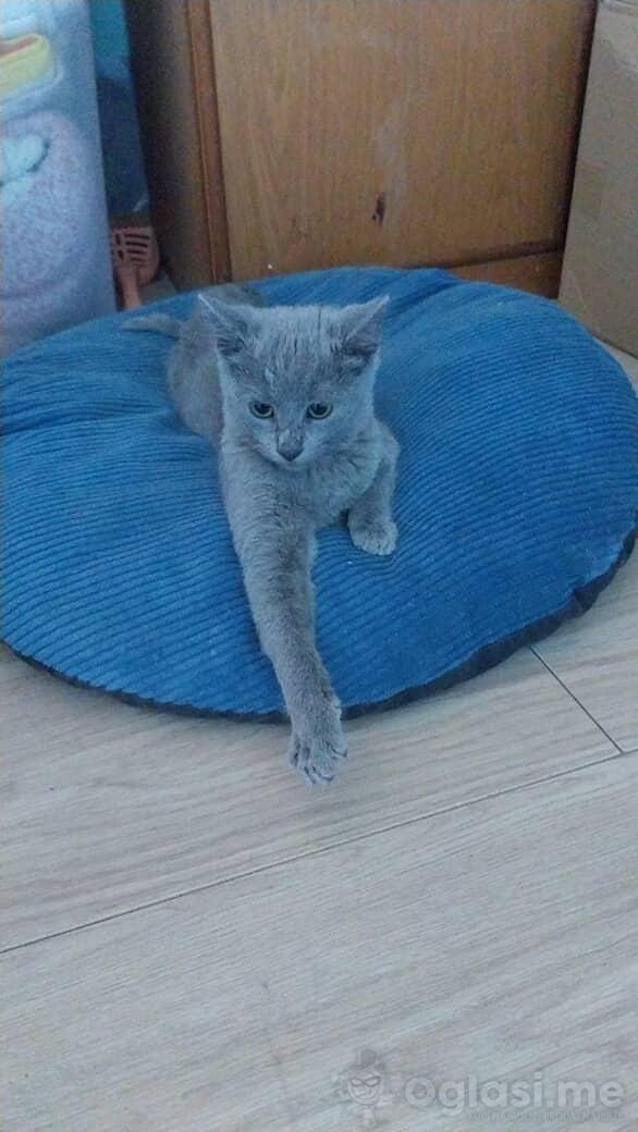 Prodajem ruske plave macke