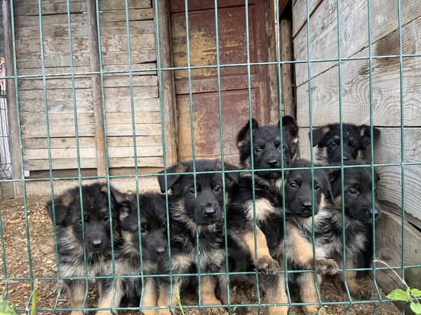 Njemacki Ovcar Stenci