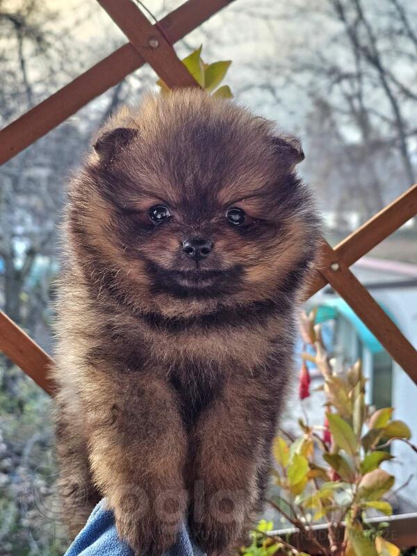 Pomeranac Boo