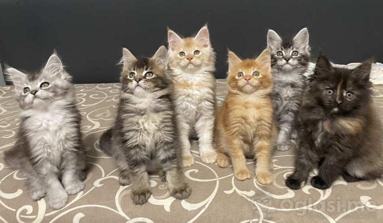 Maine Coon macici vrhunskog porekla iz odgajivacnice Yaswood