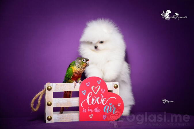 Veseli cistokrvni pomeranci spremni za novi dom 