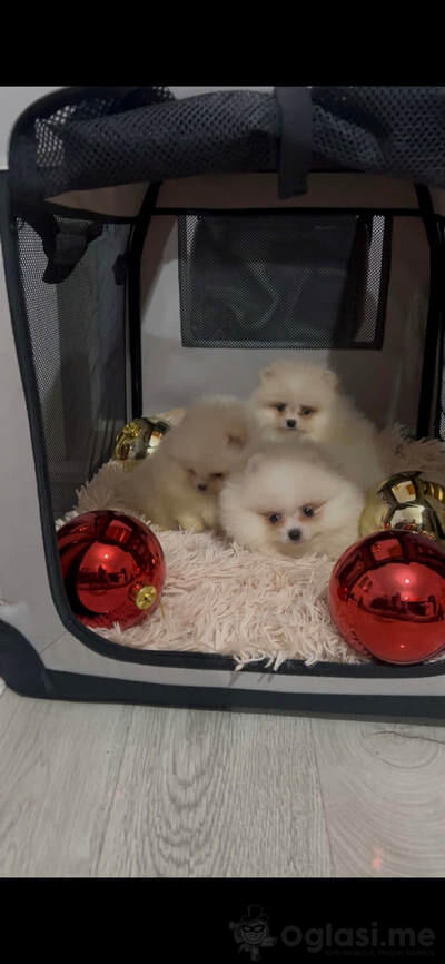 Pomeranac, štenci vrhunskog kvaliteta 