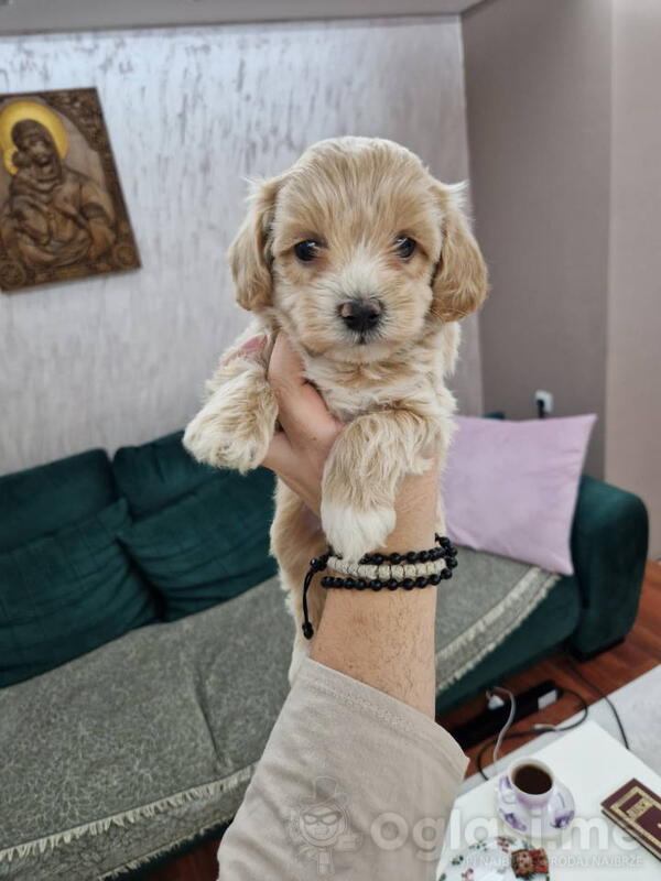 Neodoljivi Maltipoo štenci