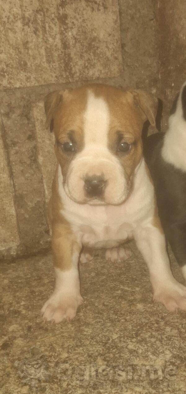 Prodajem dvije zenke americkog staforda