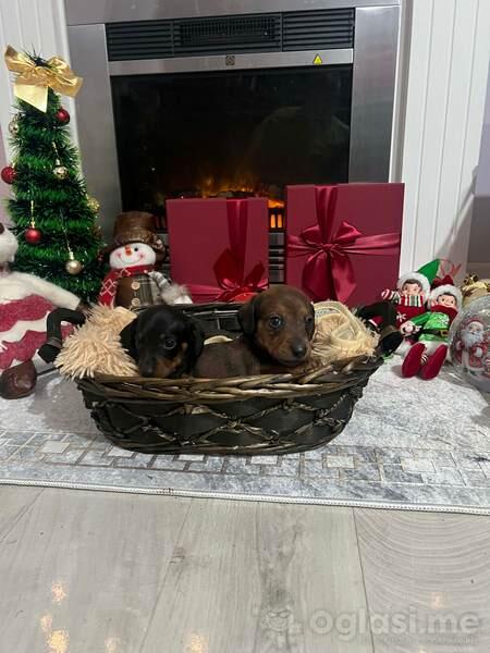 Mini kratkodlaki jazavičari, štenci  