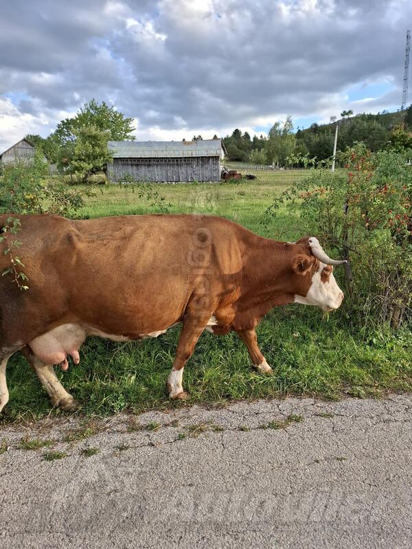 Prodajem steonu kravu