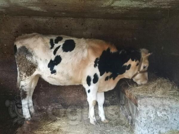 prodajem jalovu junicu staru 20mjeseci 