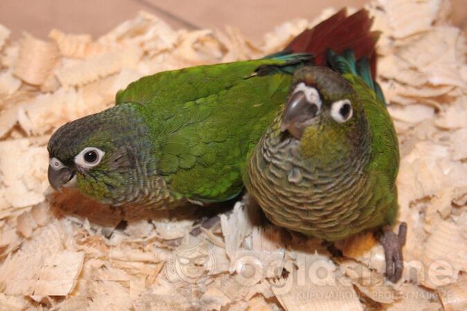 Branouhi papagaji moline pirhure vise boja