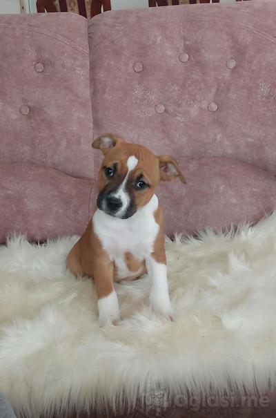 Američki stafordski terijer štenci