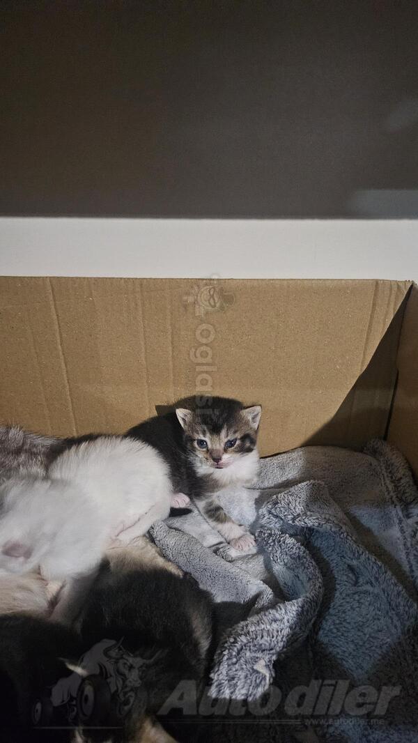 Prodajem britanske prelijepe macice 