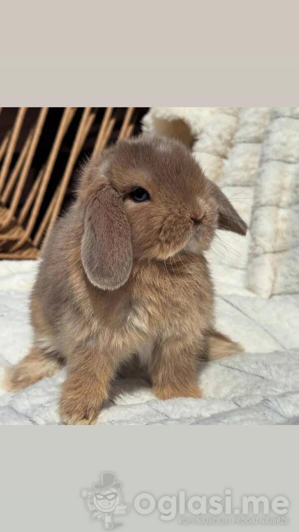 Prodajem patuljaste kunice