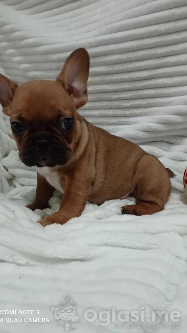 Francuski buldog