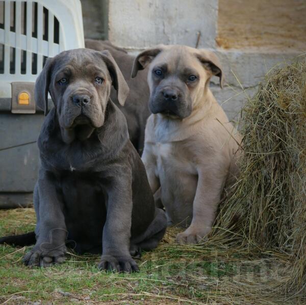 Cane Corso 