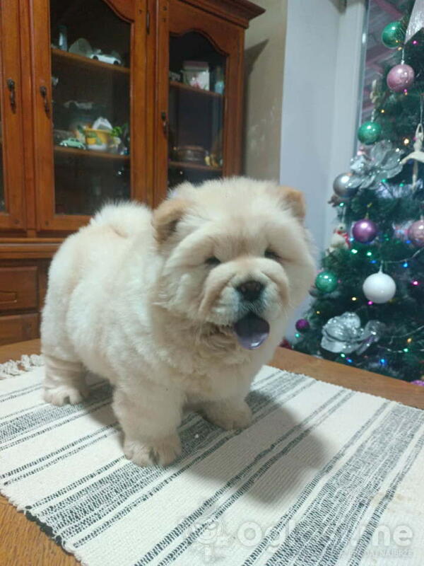 Na prodaju jedna devocica chow chow stara 50 dana