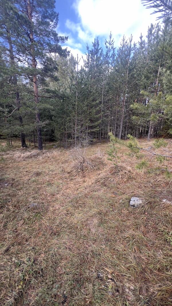 Građevinsko zemljište 2000m2 - Žabljak - Borje