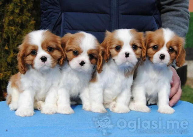 Dostupni štenci Cavalier King Charles spanijela 