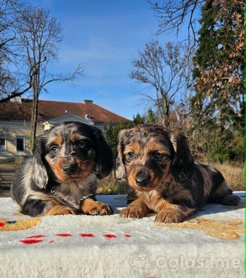 Dugodlaki jazavičar  