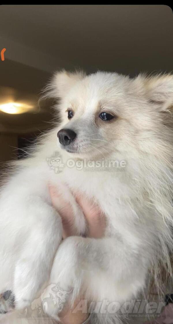 Pomeranac spic musko  069895787